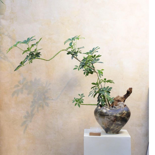 Graptoveria Mrs Richards Variegata Succulent