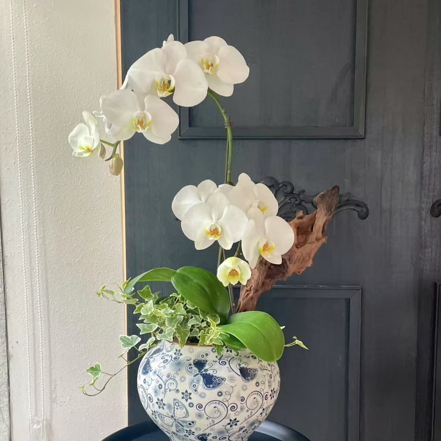 Echeveria Rain Succulent