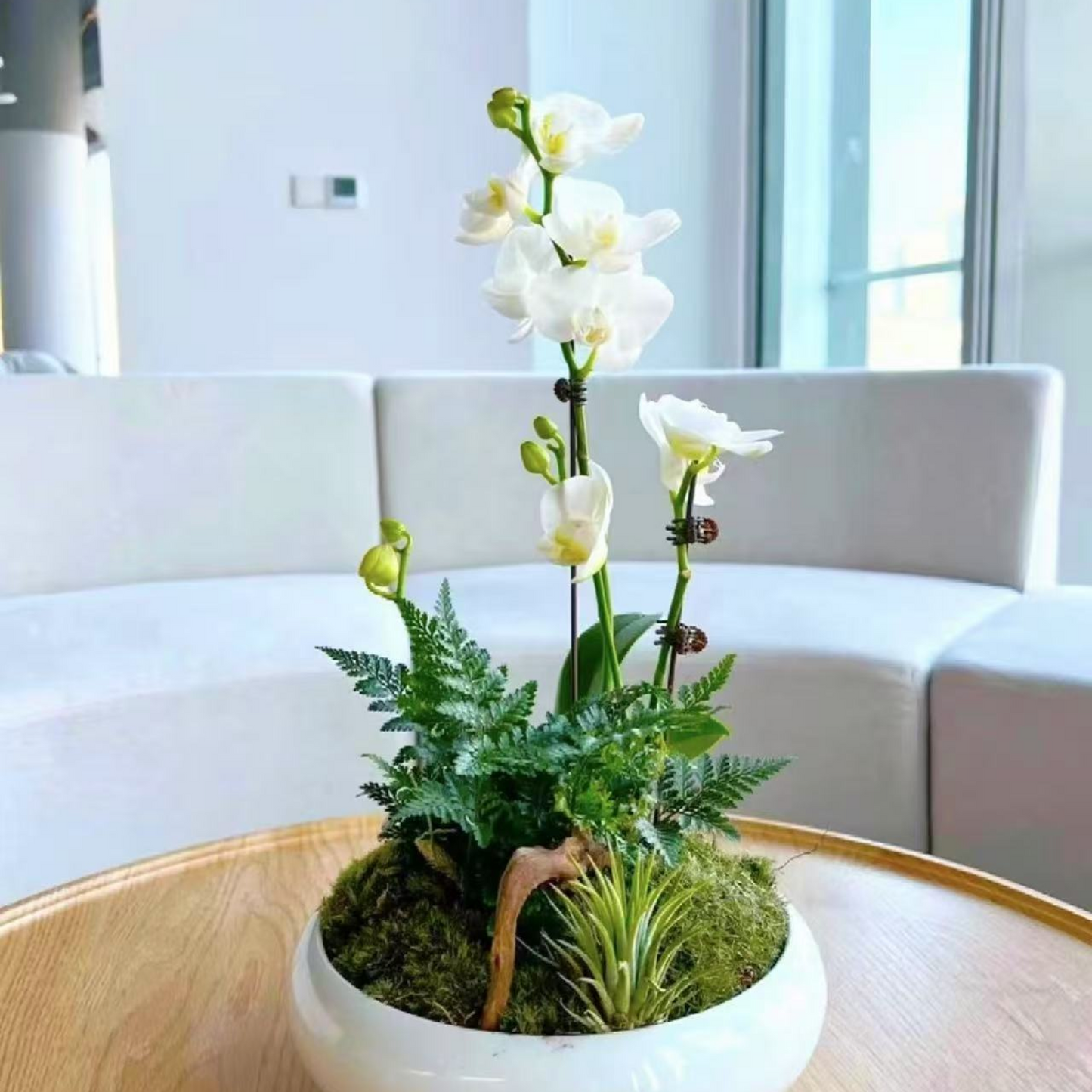 Echeveri Agavoides Ebony Succulent