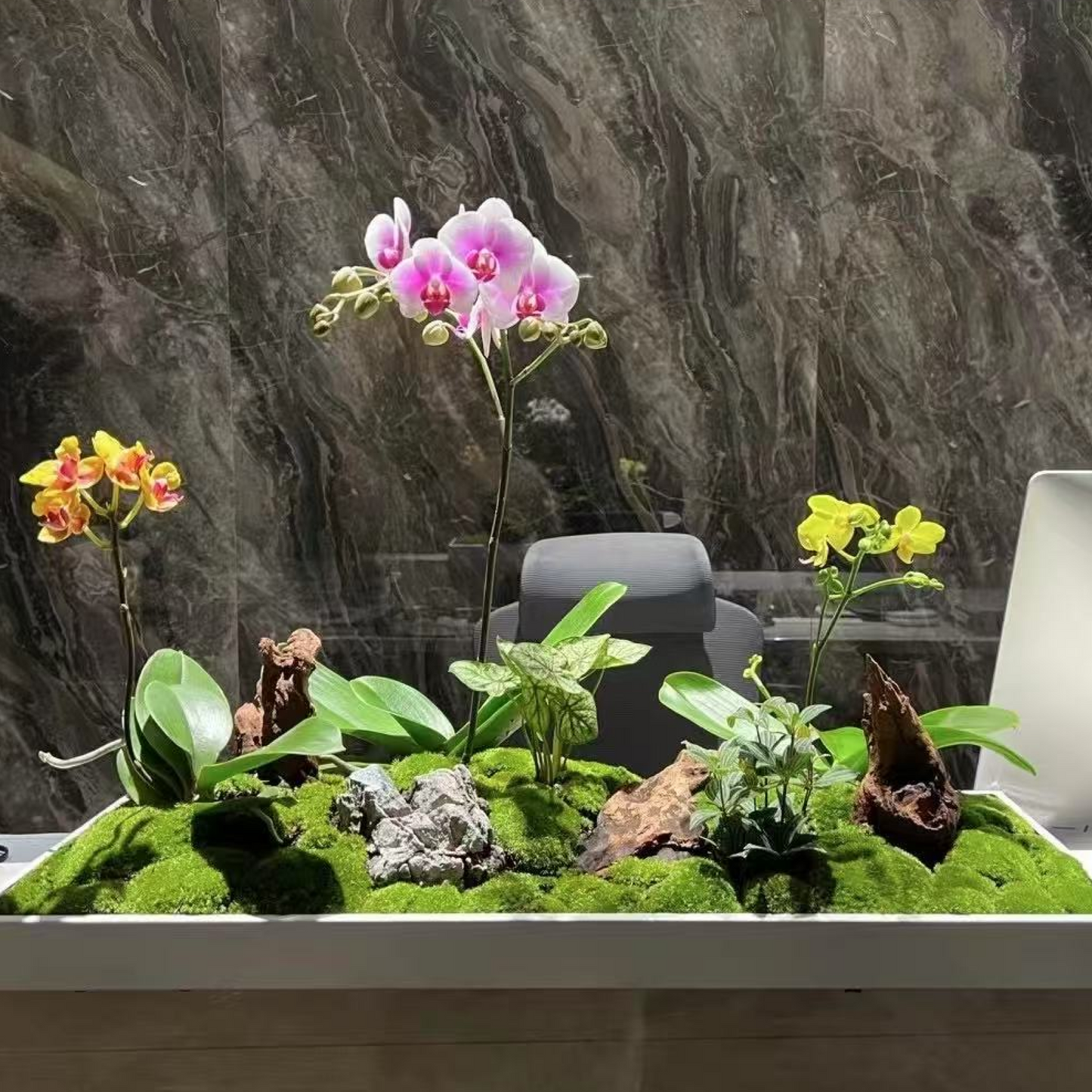 Echeveria Secunda Var Glauca Succulent