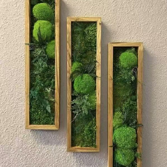 Echeveria Elegans Alba Succulent