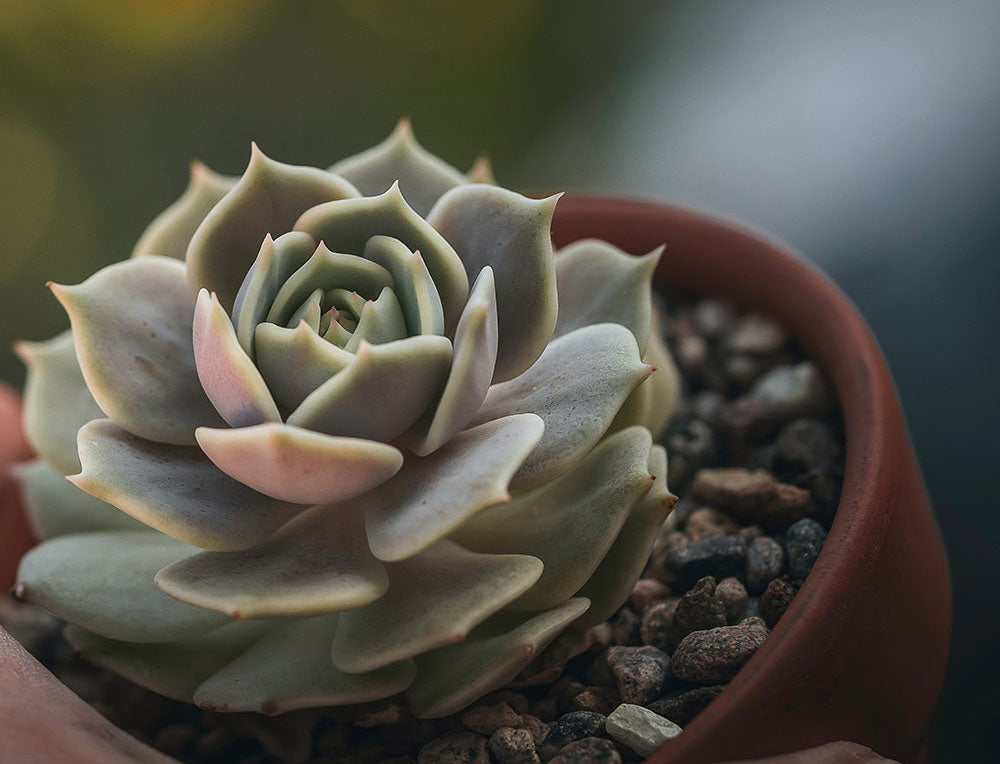 Top 5 Easy-to-Care-for Succulents