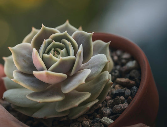 Top 5 Easy-to-Care-for Succulents