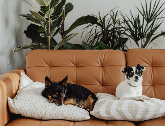 Pet-Friendly Succulents