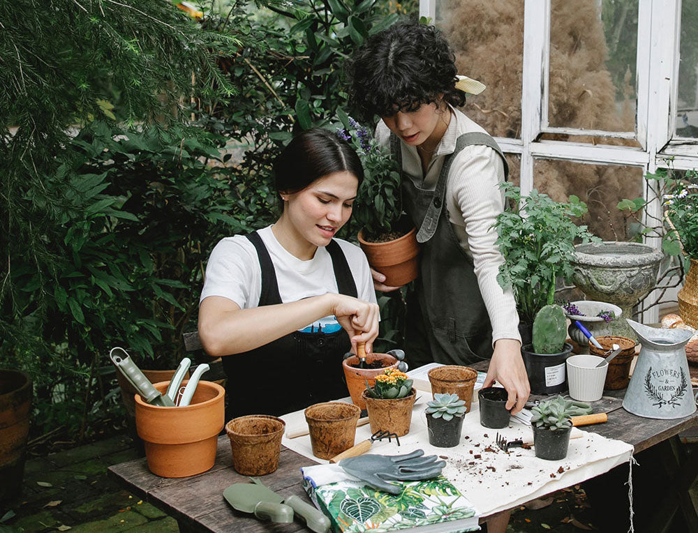 A Guide to Cultivating Your Green Oasis