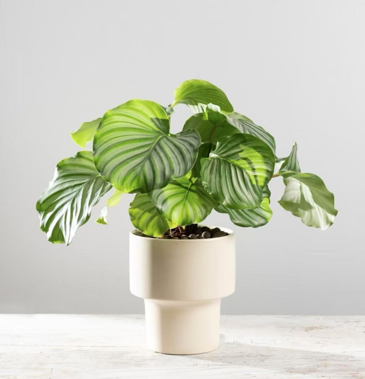 Short and Stubby Pot