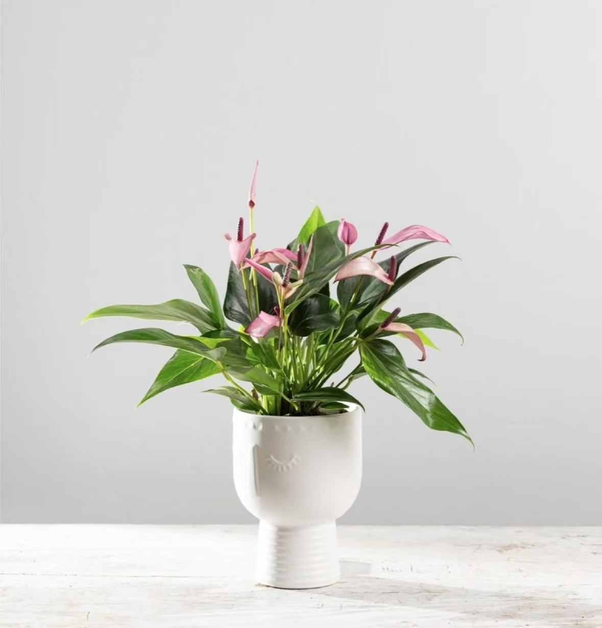 Happy to be Here Pot