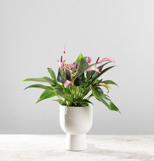 Happy to be Here Pot