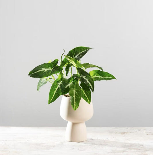 Dipped in Bronze Pot